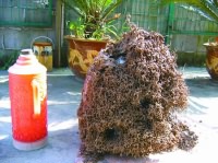 衛(wèi)生間里藏著個大蟻窩 