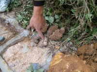 防治水庫白蟻危害 