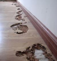 被白蟻啃噬后的地板 